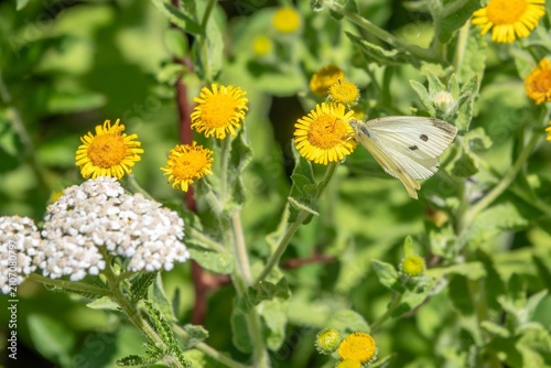 the small white butterfly also known as the cabbage white collecting pollen from common fleabane pulicaria dysenterica