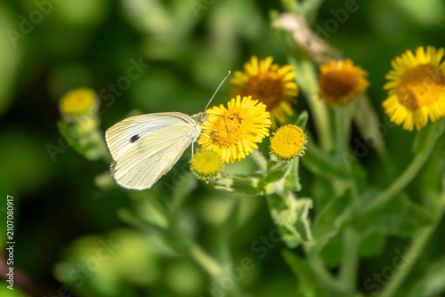 the small white butterfly also known as the cabbage white collecting pollen from common fleabane pulicaria dysenterica
