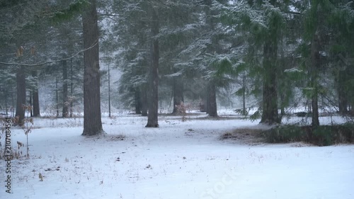 Snow-covered forest landscape with tall evergreen trees and a serene white ground, showcasing a peaceful winter scene in a remote natural setting