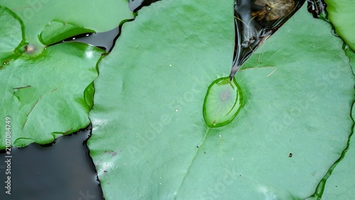 Quadro su tela Green lotus lily pad leaves floating on pond water, closeup