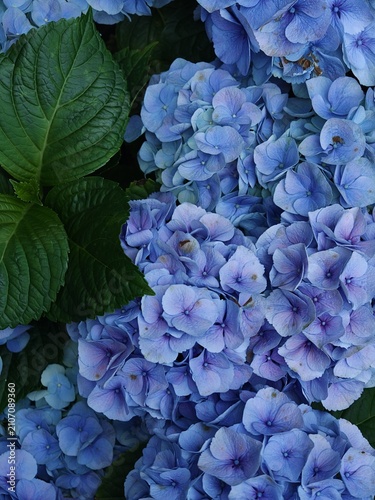 Blue Hydrangea Flower Cluster Beside Green Leaf