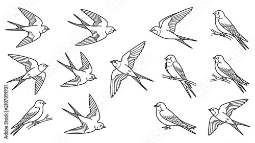 Quadro su tela Collection of swallow birds in various poses including flying sitting and landing on tree