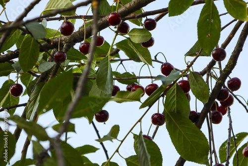 Canvastavla Ripe dark red cherries hang abundantly on tree branches among dense green foliage