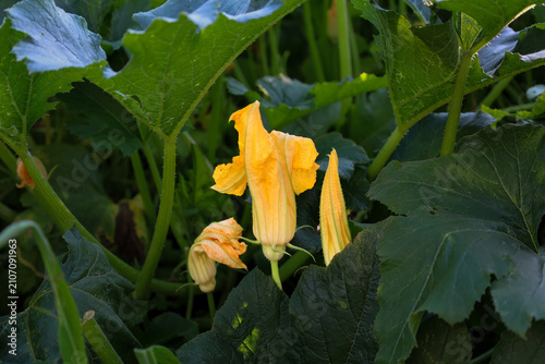 Obraz na płótnie ​A bright yellow zucchini or pumpkin flower blooms among large dark green leaves in a garden bed