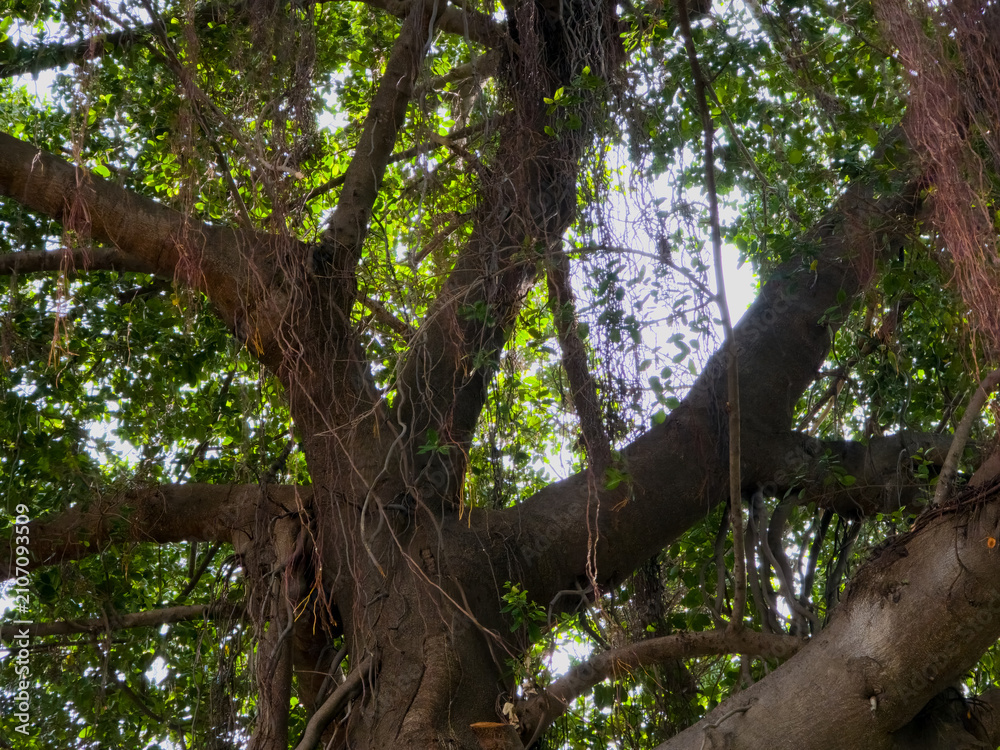 Fototapeta premium Looking up at thick wooden branches and hanging aerial roots of a massive banyan tree in a forest.
