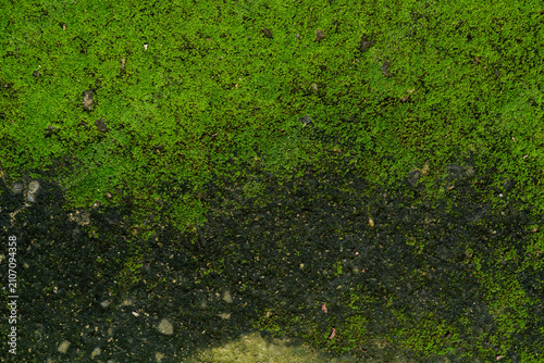 Obraz na płótnie Green moss on a concrete background.