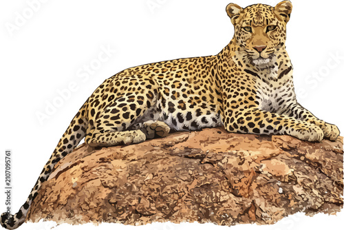 Schilderij op canvas Panthera pardus illustration art