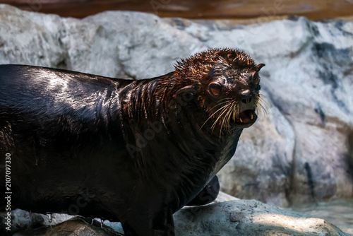 Photography Wet Fur Seal Standing on Rocks with Open Mouth