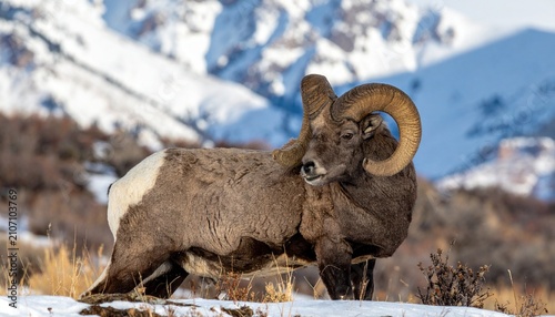 Majestic Bighorn Ram in Winter Landscape - A Portrait of Wildlife.
