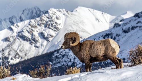 Majestic Bighorn Sheep Standing Proudly in a Snowy Mountain Landscape.