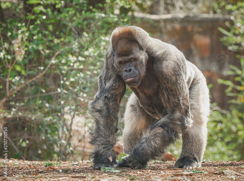 Canvastavla Western Lowland Silverback Gorilla at the zoo is the largest primate and native to West African