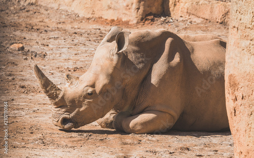 Картината върху платно Southern White Rhino at the zoo native to Southern Africa is the largest rhino and is a critically endangered species due to poaching
