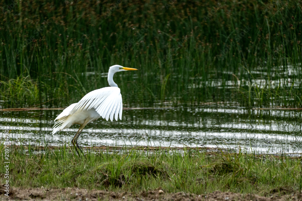 Obraz premium Great White Egret Spreading Wings While Walking Through a Marsh Wetland