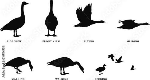 Schilderij op canvas Waterfowl Silhouettes Showing Various Movement And Posture Styles