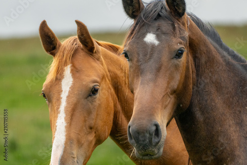 Close-Up Portrait of a Calm Bay Horse Against a Green Pasture