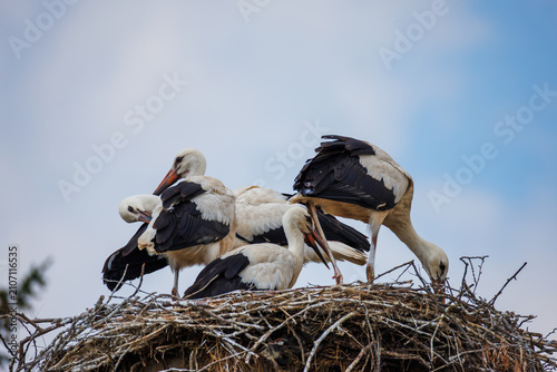 Fotografie white stork in the nest