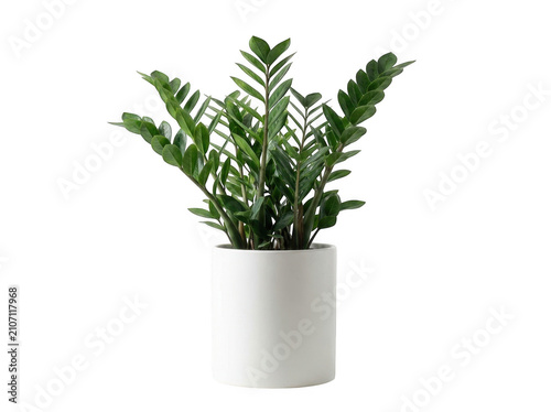 Zz plant zamioculcas zamiifolia in a white ceramic pot isolated on transparent background