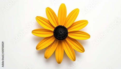 A single, bright yellow flower with a dark center on a white background (1)