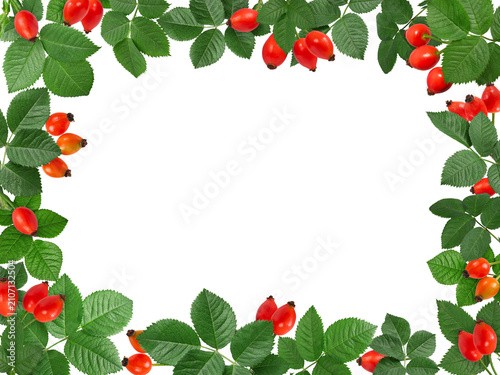 Rosehip frame isolated on white background. Decorative border made of green wild rose leaves and bright red rosehip fruits with copy space.