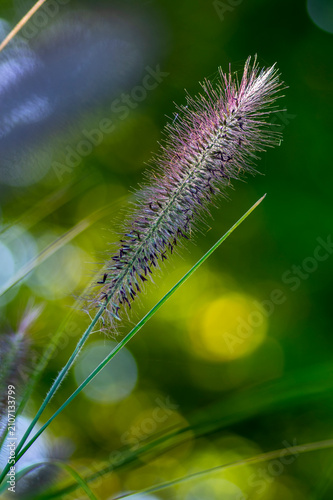 Pennisetum alopecuroides hameln foxtail fountain grass growing in the park, beautiful ornamental autumnal bunch of fountaingrass