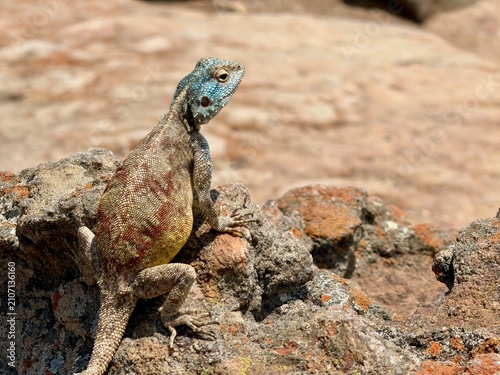 Foto African agama lizard perched on rocky terrain in Blyde River Canyon, Mpumalanga,