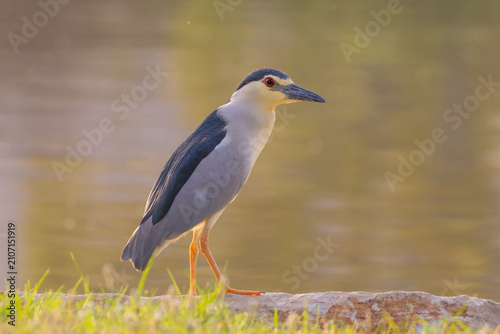 Black-Crowned Night Heron (Nycticorax nycticorax) standing on a stone with a lake behind