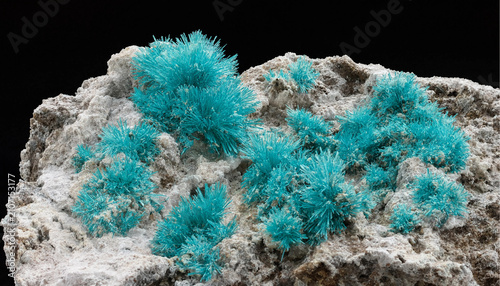 A cluster of bright blue acicular crystals growing on a rough grey rock matrix isolated against a solid black background, for mineral study