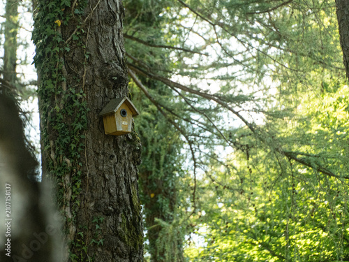 Obraz na plátne birdhouse on tree