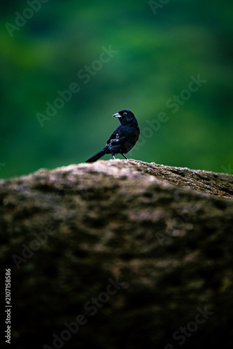 Foto oiseau