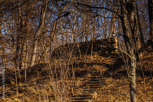 фотографія Forest landscape with bare trees and stone steps leading up a hill, surrounded b