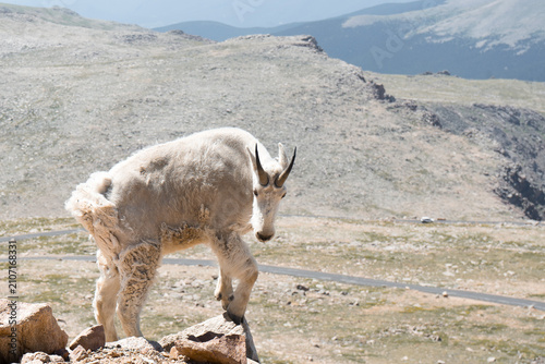 Photography Colorado Mountain Goats