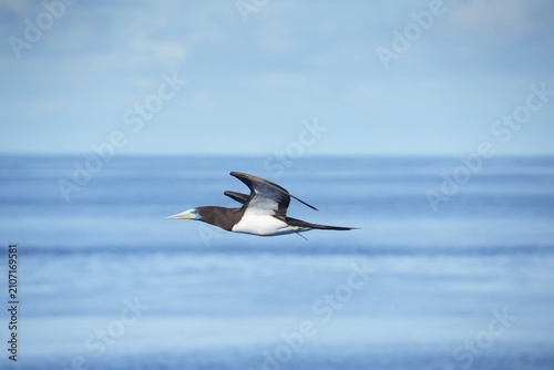 Obraz na płótnie Male booby flying over the sea