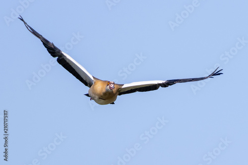 Egyptian Goose (Alopochen aegyptiaca) flying with a spread wings in a blue sky