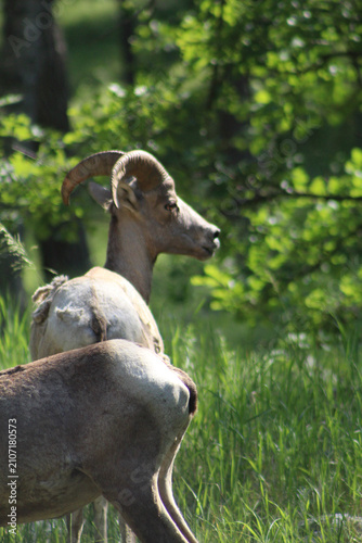 Bighorn Sheep Walking into Grasslands on Mount Washburn in Yellowstone National Park