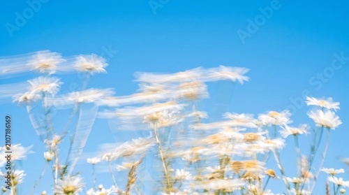 Abstract motion blur of white daisy flowers swaying under a bright clear blue sky with daisies intentional motion