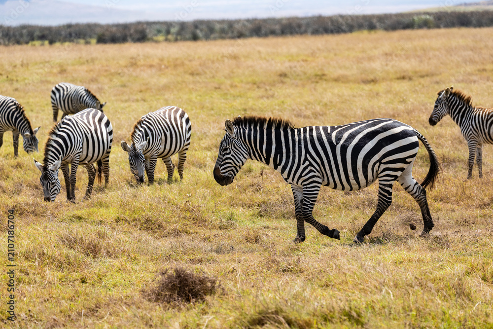 Obraz premium Arusha, Tanzania - 10 July 2026 - zebras in the Ngorongoro Crater