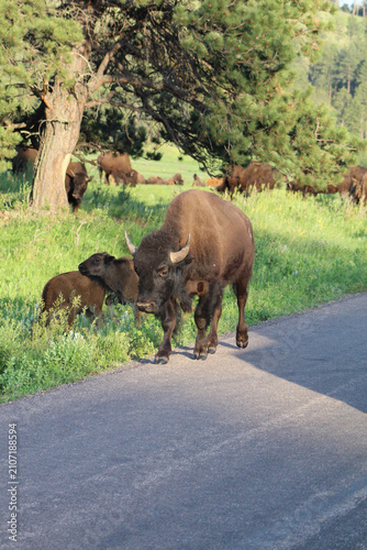 Mother American Bison Crossing Road at Custer State Park, South Dakota on a Sunny Summer Day