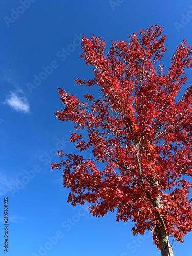 Photography red maple tree and blu sky