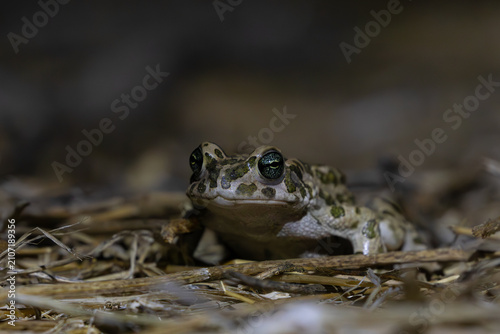 Photography European Green Toad (Bufotes viridis) on plants at darkness