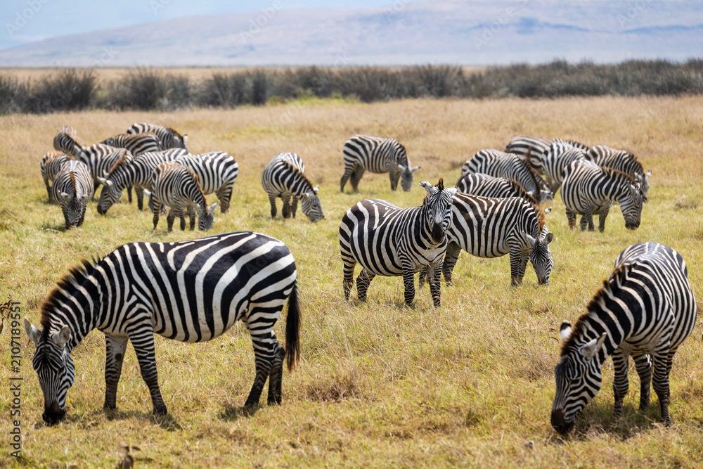Obraz premium Arusha, Tanzania - 10 July 2026 - zebras in the Ngorongoro Crater