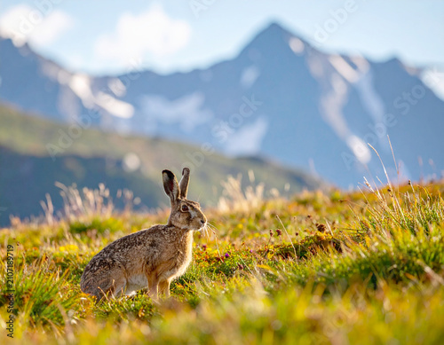 Mountain hare (Lepus timidus) grassy mountain field. AI