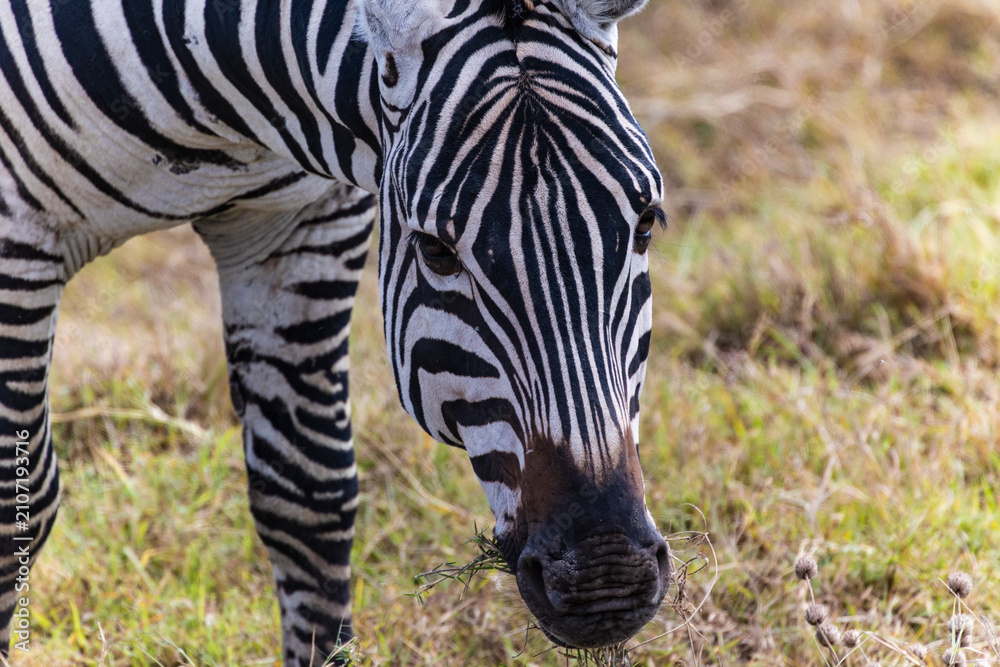 Obraz premium Arusha, Tanzania - 10 July 2026 - zebra in the Ngorongoro Crater