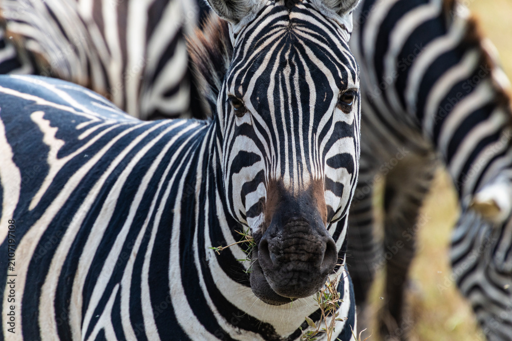 Obraz premium Arusha, Tanzania - 10 July 2026 - zebra in the Ngorongoro Crater