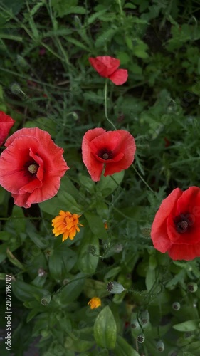 Red bright garden poppies gently sway. The blurred background creates a dreamy, romantic atmosphere. Perfect for peaceful scenes in nature or during the summer. Perfect for weddings, travel
