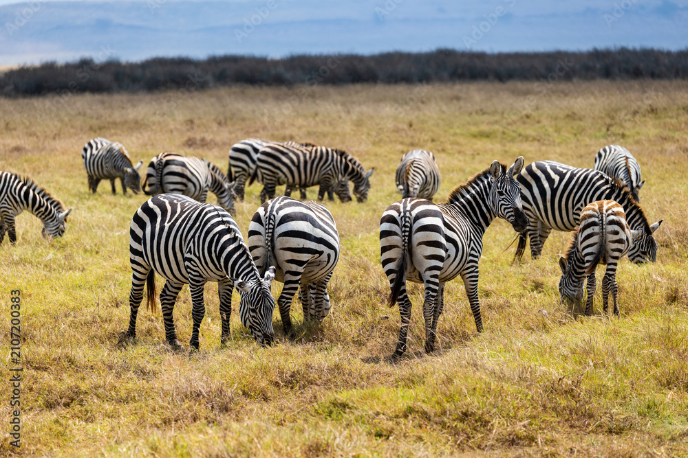 Obraz premium Arusha, Tanzania - 10 July 2026 - zebras in the Ngorongoro Crater