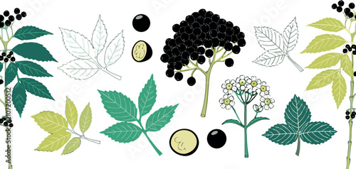 Bild auf Leinwand Hand Drawn Botanical Elderberry Vector Set with Black Elder Berries Flowers Leav