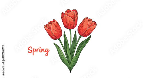 Beautiful hand-drawn bouquet of three red tulip flowers with the word Spring against a clean white background.