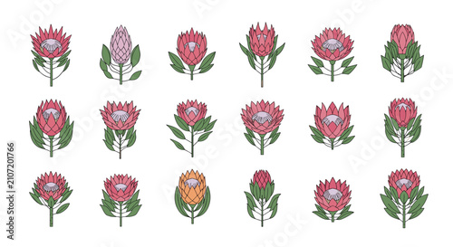 Beautiful collection of eighteen detailed pink protea flower illustrations with different leaf patterns on white.