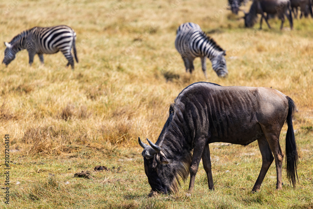 Obraz premium Arusha, Tanzania - 10 July 2026 - wildebeest and zebras in the Ngorongoro Crater