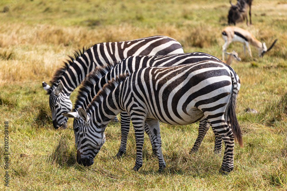 Obraz premium Arusha, Tanzania - 10 July 2026 - zebras in the Ngorongoro Crater